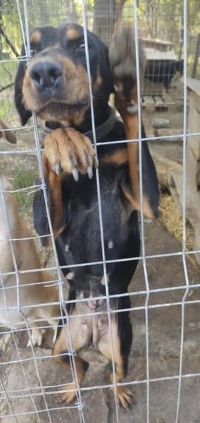 Linda  52 cm (Pflegestelle)