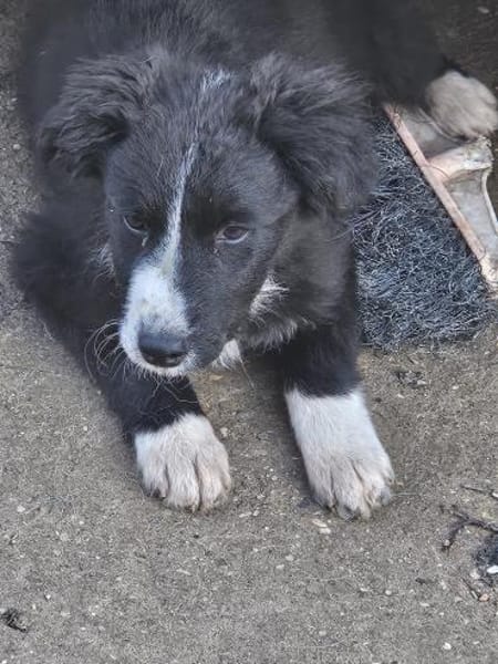 Kleine Rosalie braucht dringend Familie