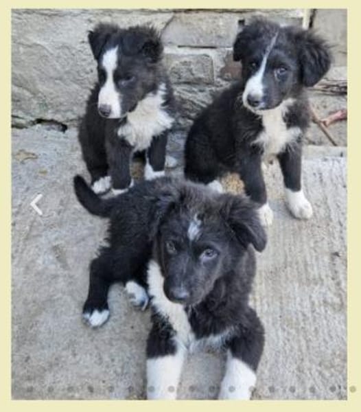 Kleine Rosalie braucht dringend Familie