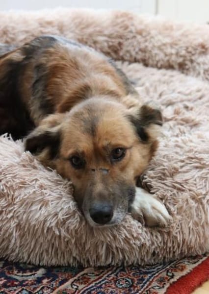 Elora - katzenfreundlich und sanftmütig