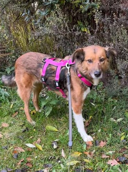 Elora - katzenfreundlich und sanftmütig