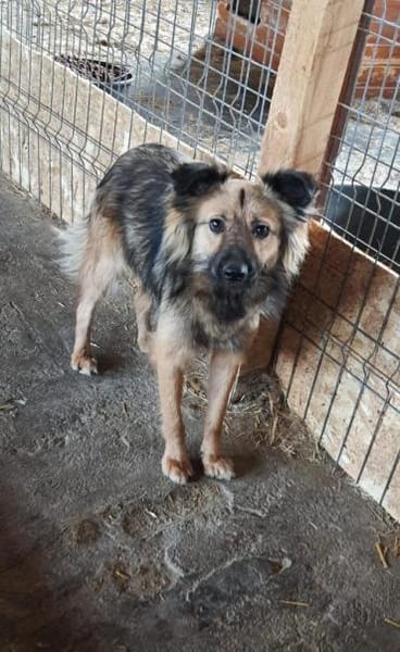 Tobi  43 cm (Pflegestelle)