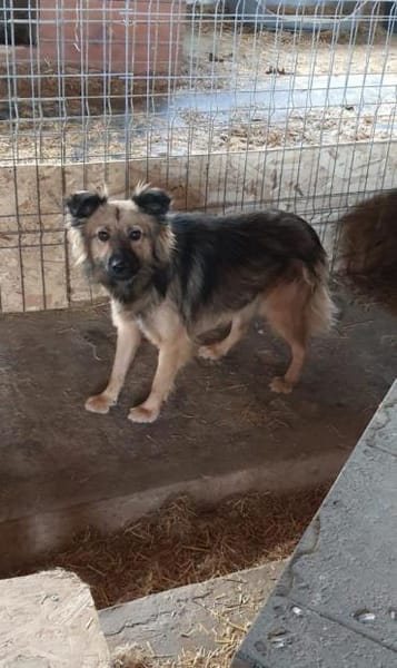 Tobi  43 cm (Pflegestelle)