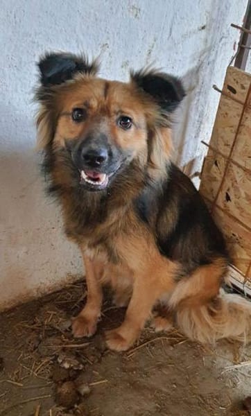 Tobi  43 cm (Pflegestelle)