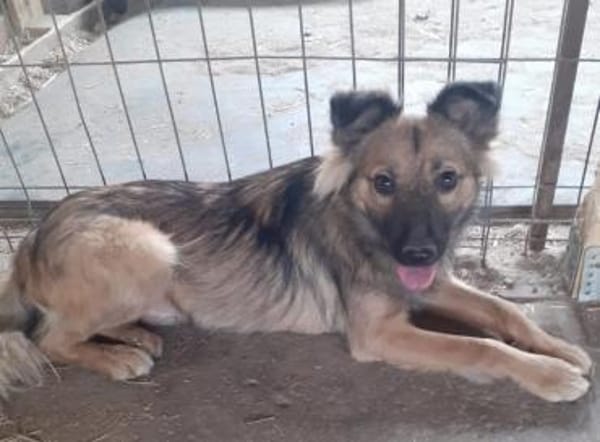 Tobi  43 cm (Pflegestelle)