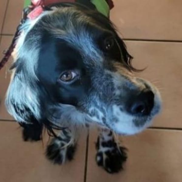 English-Setter-Bub GORDY