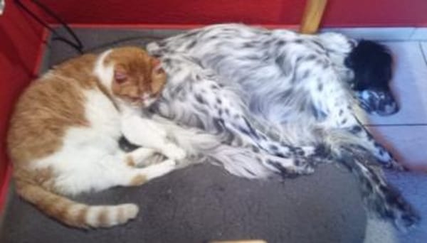 English-Setter-Bub GORDY