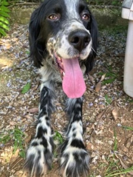 English-Setter-Bub GORDY