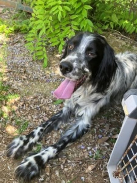 English-Setter-Bub GORDY