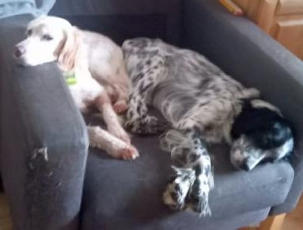 English-Setter-Bub GORDY