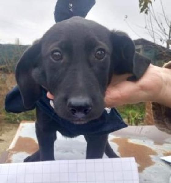 Nemos 30 cm (Nov 25) Pflegestelle