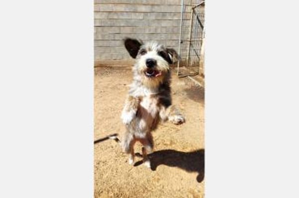 Brisa- hübsche Hundedame sucht Familie