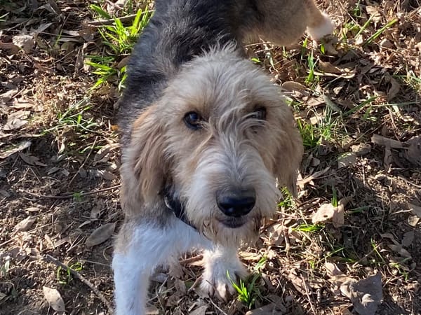 BROUSSAILLE (En cours d'adoption)