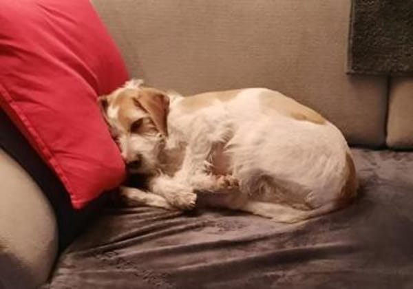 Lunetta - Lucy sucht ein neues Zuhause