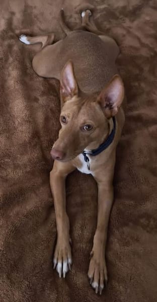 Gerardo - sucht ein neues Zuhause