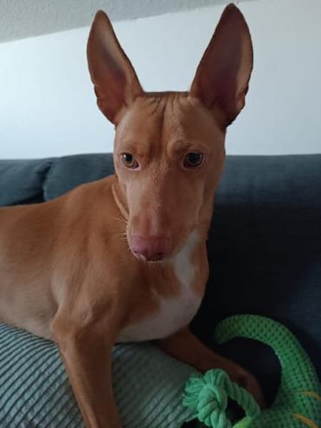 Gerardo - sucht ein neues Zuhause