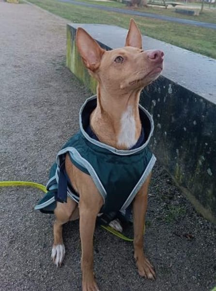 Gerardo - sucht ein neues Zuhause