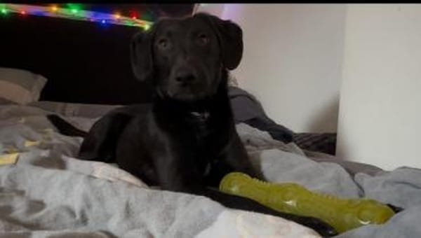 Wer schenkt Relino ein zu Hause...