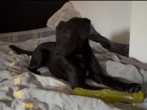 Wer schenkt Relino ein zu Hause...