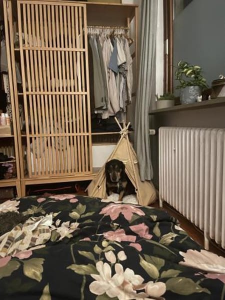 Jazi ein neugieriger Herzenshund