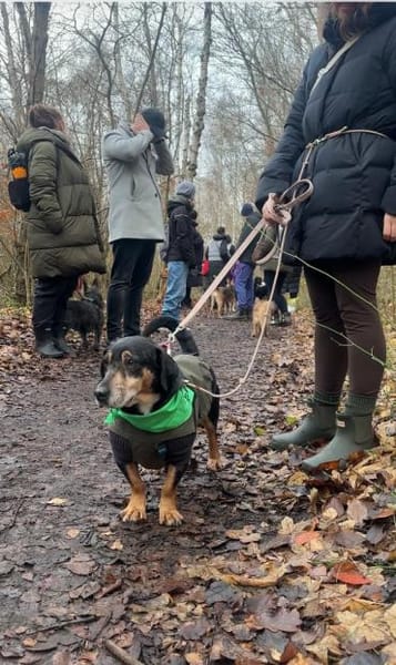 Jazi ein neugieriger Herzenshund