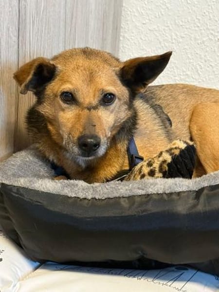 Bobby sucht wieder Für-Immer-Zuhause!