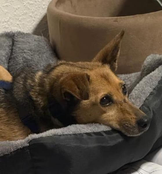 Bobby sucht wieder Für-Immer-Zuhause!