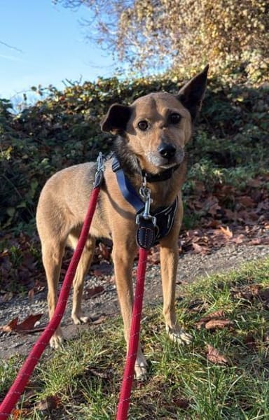 Bobby sucht wieder Für-Immer-Zuhause!