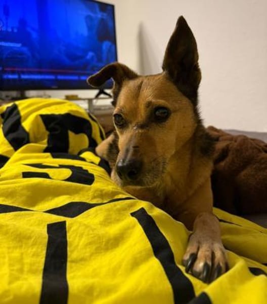 Bobby sucht wieder Für-Immer-Zuhause!