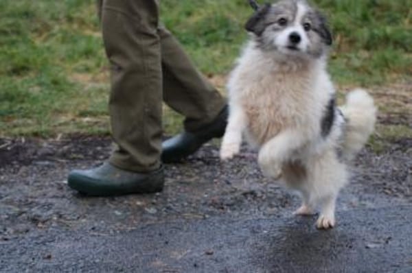 Miesu - sehr zutraulich u. kinderlieb
