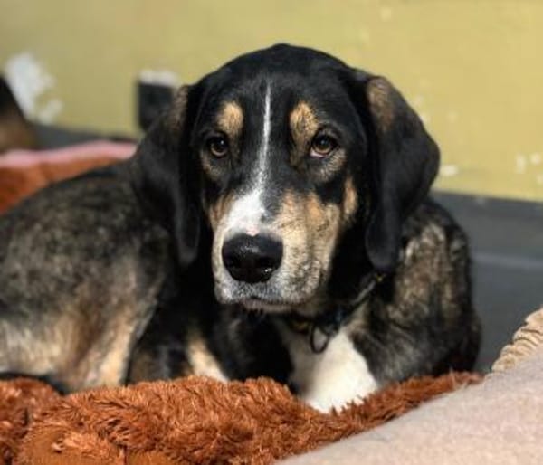 MR. WANG - fröhlicher, lieber Hundejunge