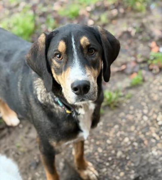 MR. WANG - fröhlicher, lieber Hundejunge