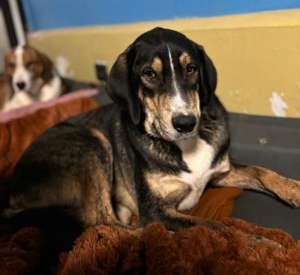 MR. WANG - fröhlicher, lieber Hundejunge