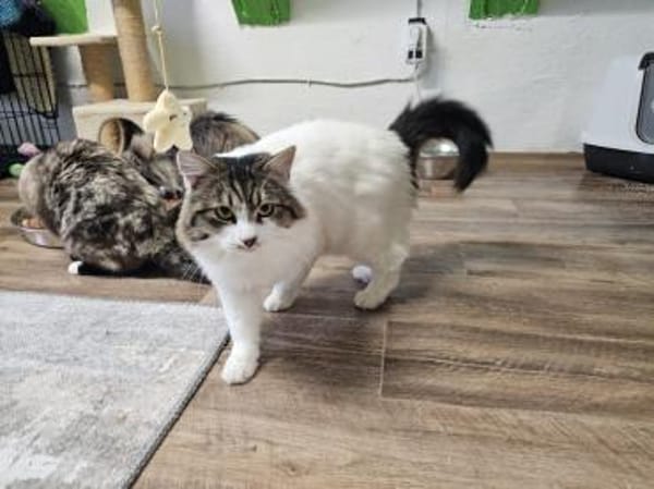 SAM - Sensibles Kasperköpfchen sucht !