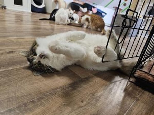 SAM - Sensibles Kasperköpfchen sucht !