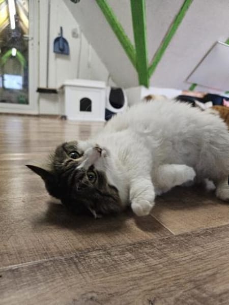 SAM - Sensibles Kasperköpfchen sucht !