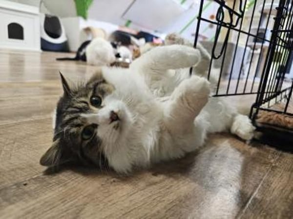 SAM - Sensibles Kasperköpfchen sucht !