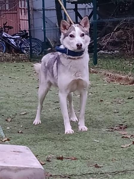 DORI - junge, freundliche Hundin