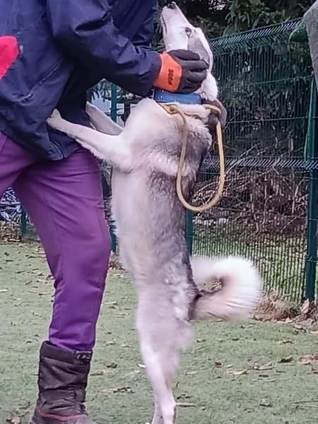 DORI - junge, freundliche Hundin