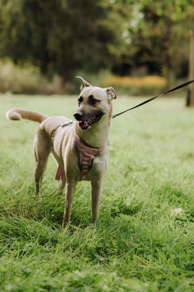 Lea, Dein zukünftiger Seelenhund🐾