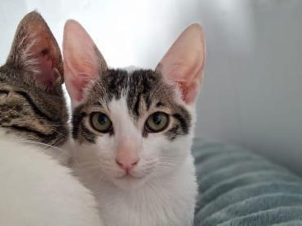 Edgar und Emil,  zwei Traumtypen 💕