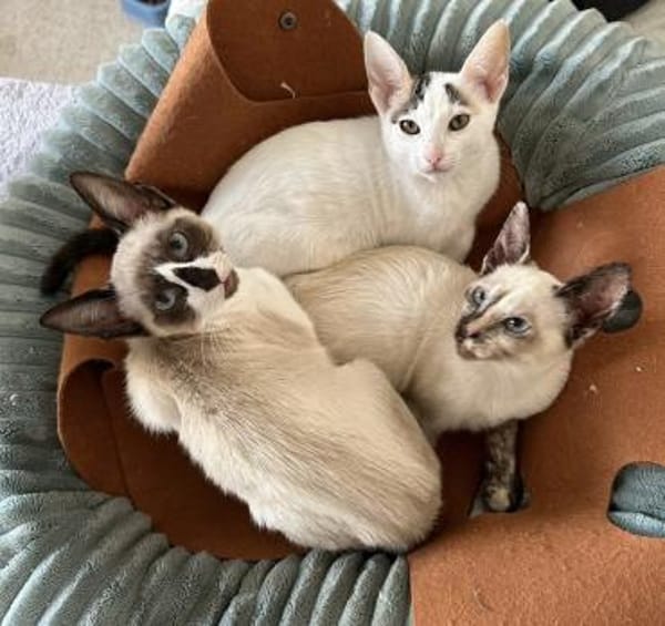 Edgar und Emil,  zwei Traumtypen 💕