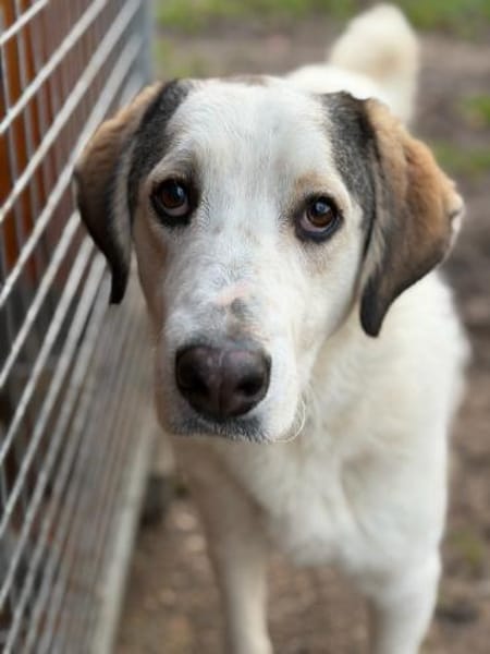 LEOPOLD - aufgeweckt, freundlich, sozial
