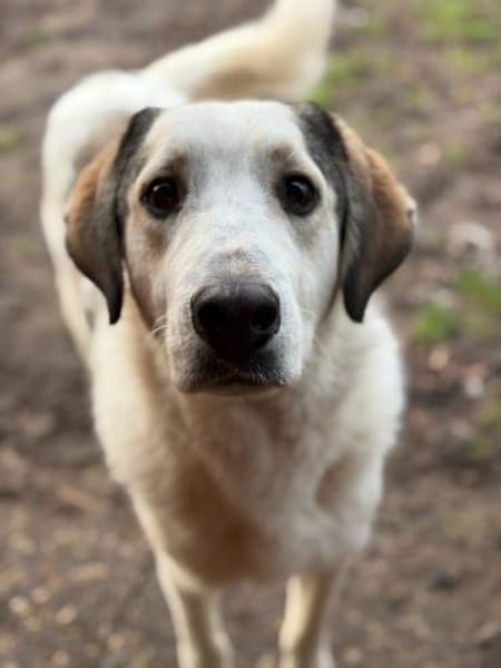 LEOPOLD - aufgeweckt, freundlich, sozial