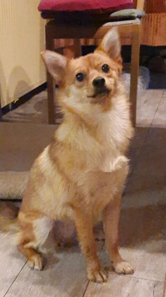 🌟 Diva sucht ihr Für-immer-Zuhause! 🌟