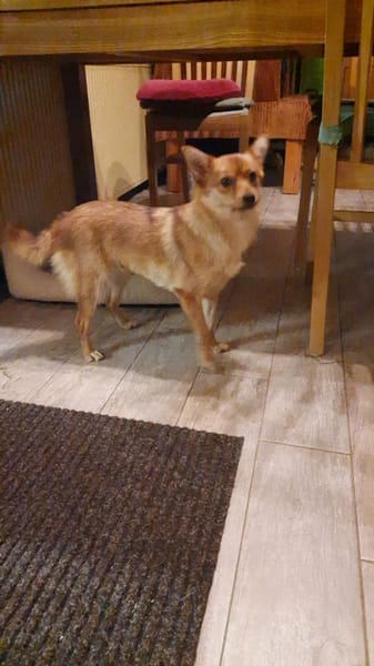 🌟 Diva sucht ihr Für-immer-Zuhause! 🌟