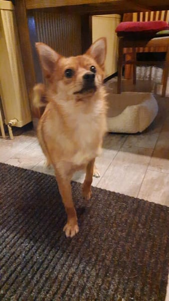 🌟 Diva sucht ihr Für-immer-Zuhause! 🌟