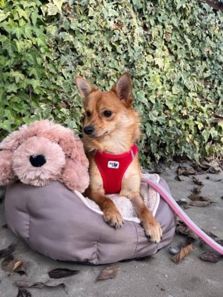 🌟 Diva sucht ihr Für-immer-Zuhause! 🌟