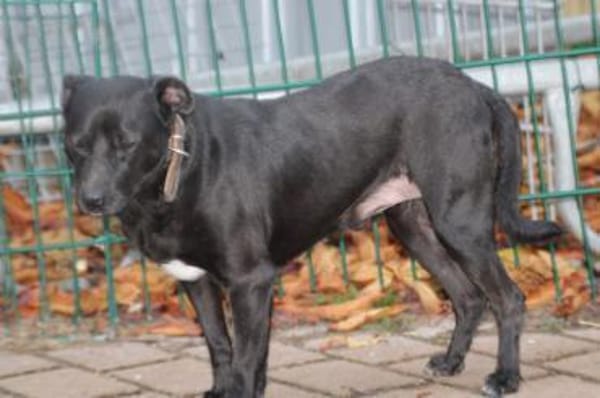 Bonni - kinderlieb u. sehr verspielt