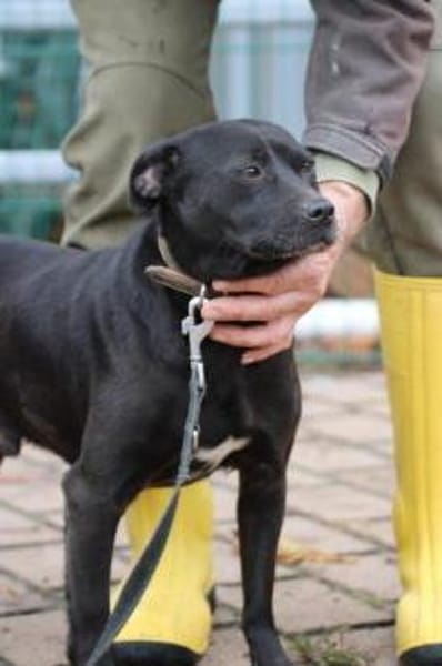Bonni - kinderlieb u. sehr verspielt